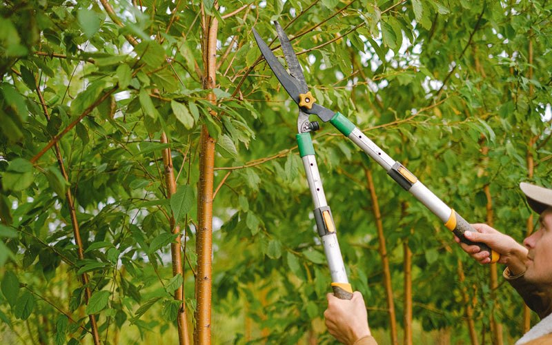 Tree trimming in Hensonville, NY